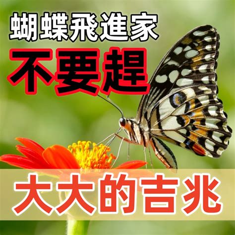 蝴蝶來家裡|蝴蝶飛進家裡，不要驅趕！大大的吉兆！大白天家裡飛。